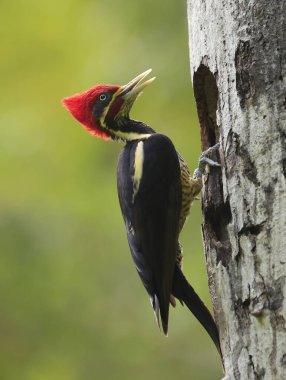 Tikal Park, Guatemala 'daki ağaçkakan. Yüksek kalite fotoğraf