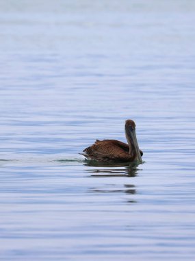 Pelican on the shores of Caye Caulker in Belize. High quality photo clipart