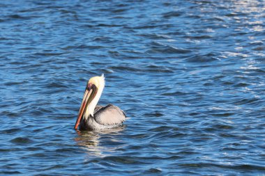 Belize 'de Caye Caulker sahillerinde pelikan. Yüksek kalite fotoğraf