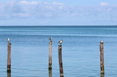 Pelikanlar ve dinlenen diğer su kuşları, Cayo Caulker, Belize. Yüksek kalite fotoğraf