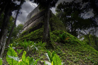 Tikal Arkeoloji Bölgesi, Maya harabeleri, Guatemala. Yüksek kalite fotoğraf