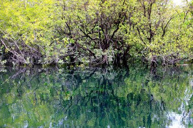 Flores, Guatemala yakınlarındaki Azul kraterinin muhteşem suyu. Yüksek kalite fotoğraf