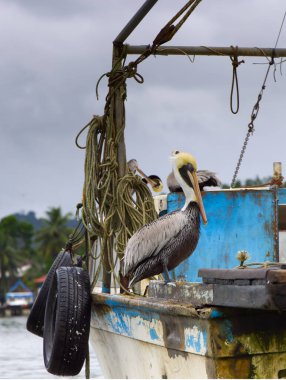 Pelikan, Livingston, Guatemala limanında. Yüksek kalite fotoğraf