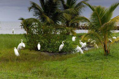 Büyük Akbalıkçıl, Livingston, Guatemala. Yüksek kalite fotoğraf