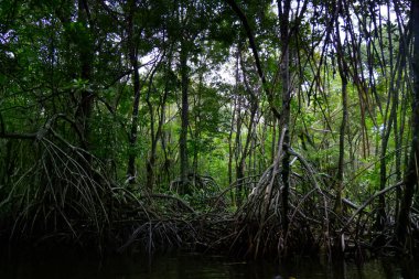 Rio Dulce, Guatemala 'nın sakin suları. Yüksek kalite fotoğraf