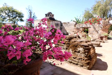 Antigua, Guatemala 'daki Santa Clara Manastırı' nda çiçekler. Yüksek kalite fotoğraf
