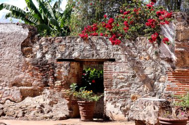 Antigua, Guatemala 'daki Santa Clara Manastırı' nda çiçekler. Yüksek kalite fotoğraf