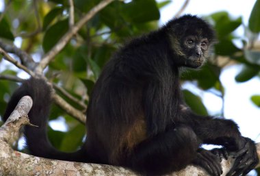 Tikal, Guatemala ormanındaki örümcek maymun. Yüksek kalite fotoğraf