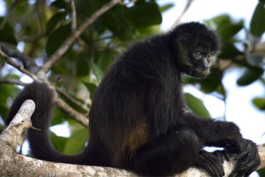 Tikal, Guatemala ormanındaki örümcek maymun. Yüksek kalite fotoğraf