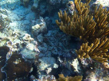 Caye Caulker, Belize 'deki mercan kayalıkları. Yüksek kalite fotoğraf