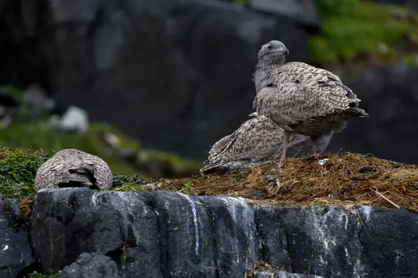 Yuvadaki yavru martılar Alkefjellet 'in kayalıklarında, Svalbard. Yüksek kalite fotoğraf