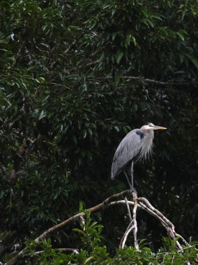 Rio Dulce, Guatemala 'daki Büyük Mavi Balıkçıl. Yüksek kalite fotoğraf