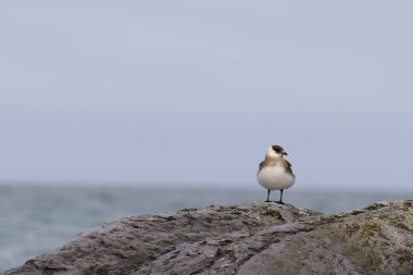 Skua Skua paraziti Svalbard 'da. Yüksek kalite fotoğraf