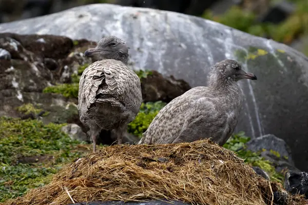 Yuvadaki yavru martılar Alkefjellet 'in kayalıklarında, Svalbard. Yüksek kalite fotoğraf