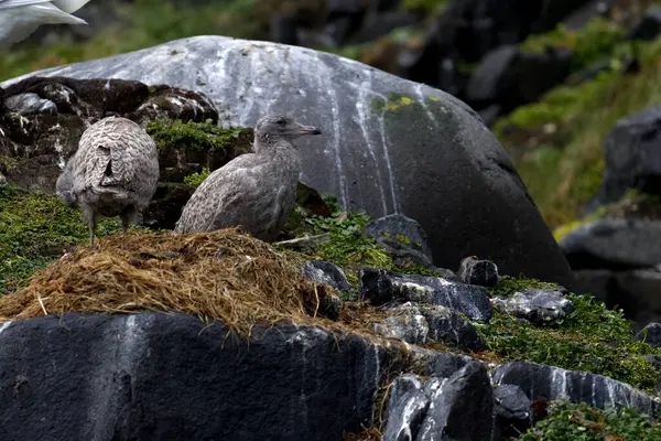 Yuvadaki yavru martılar Alkefjellet 'in kayalıklarında, Svalbard. Yüksek kalite fotoğraf