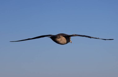 Pelecanoides Lacepede, Procellariiidae, Svalbard familyasından deniz kuşu cinsi. Yüksek kalite fotoğraf