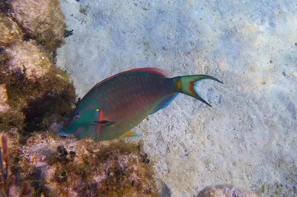 Caye Caulker, Belize resiflerinde Gökkuşağı Papağanı Balığı. Yüksek kalite fotoğraf