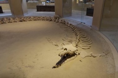 Mısır 'daki Balina Vadisi' nden fosil. Yüksek kalite fotoğraf
