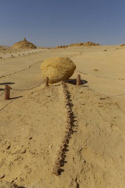 Mısır 'daki Balina Vadisi' nden fosil. Yüksek kalite fotoğraf