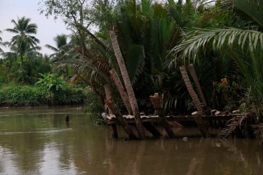 Vietnam, Mekong Deltası 'nın bir kolunun kıyısında. Yüksek kalite fotoğraf