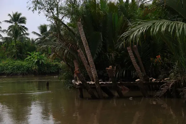 Vietnam, Mekong Deltası 'nın bir kolunun kıyısında. Yüksek kalite fotoğraf