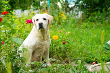 Labrador av köpeği yağmurda bir ağacın altında yatıyor. Çimlerde labrador