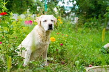 Labrador av köpeği yağmurda bir ağacın altında yatıyor. Çimlerde labrador