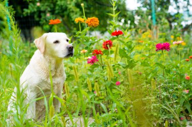 Labrador av köpeği yağmurda bir ağacın altında yatıyor. Çimlerde labrador