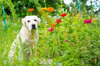 Labrador av köpeği yağmurda bir ağacın altında yatıyor. Çimlerde labrador