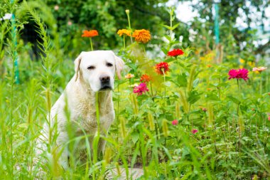 Labrador av köpeği yağmurda bir ağacın altında yatıyor. Çimlerde labrador