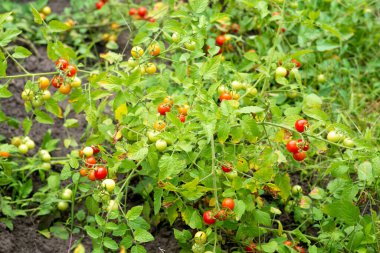 Fresh summer ripe cherry tomatoes in a greenhouse. environmentally friendly vegetables.