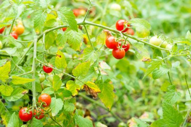 Fresh summer ripe cherry tomatoes in a greenhouse. environmentally friendly vegetables.