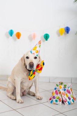 Doğum günü partisinde parti şapkası takan şirin Labrador Retriever. Köpeğin doğum günü. Şenlikli şapkalı Labrador ve beyaz arka planda hediyeler..