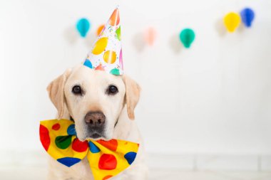 Köpeğin doğum günü. Labrador şapkalı ve boynunda beyaz bir fiyonk var.