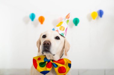 Köpeğin doğum günü. Labrador şapkalı ve boynunda beyaz bir fiyonk var.