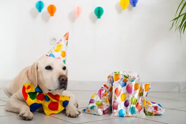 Cute Labrador Retriever with a party hat at a birthday party. Dogs birthday. Labrador in a festive hat and with gifts on a white background.