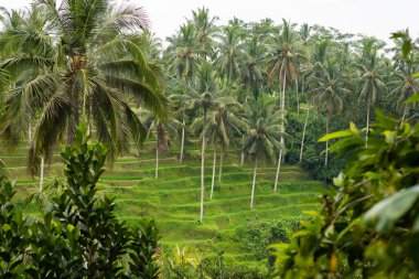 Gianyar, Bali, Endonezya 'da tropikal ormanlarla çevrili güzel Tegallalang Rice Terrace' ın hava manzarası. Balili kırsal kesim, çeltik tarlası bahçesi sabah güneşi ve sisli bir köyde..