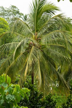 Gianyar, Bali, Endonezya 'da tropikal ormanlarla çevrili güzel Tegallalang Rice Terrace' ın hava manzarası. Balili kırsal kesim, çeltik tarlası bahçesi sabah güneşi ve sisli bir köyde..