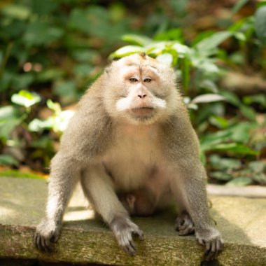 Sri Lanka 'da maymun portresi. Vahşi doğada bir hayvan