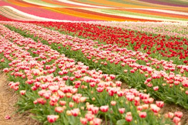 İlkbaharda ampul tarlalarının havadan görünümü, Lisse ve Sassenheim kasabaları arasında yer alan, Zuid-Holland eyaleti, Hollanda