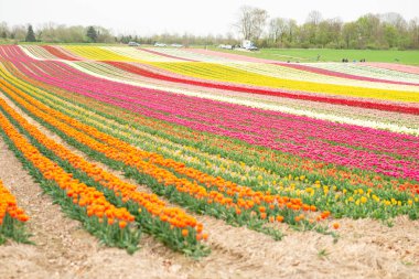 İlkbaharda ampul tarlalarının havadan görünümü, Lisse ve Sassenheim kasabaları arasında yer alan, Zuid-Holland eyaleti, Hollanda