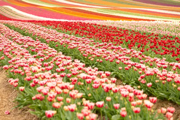 stock image Aerial view of bulb-fields in springtime, located between the towns of Lisse and Sassenheim, province of Zuid-Holland, the Netherlands