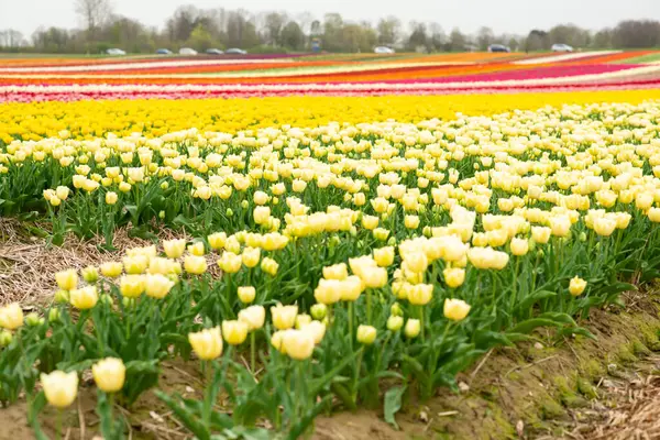 stock image Aerial view of bulb-fields in springtime, located between the towns of Lisse and Sassenheim, province of Zuid-Holland, the Netherlands