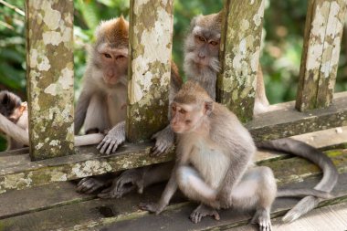 Yalnız maymun ormanda ağaçta oturur ve izleyiciye bakar. Maymun, Tayland 'ın yağmur ormanlarında yaşar..