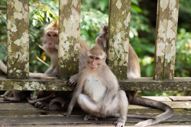 Yalnız maymun ormanda ağaçta oturur ve izleyiciye bakar. Maymun, Tayland 'ın yağmur ormanlarında yaşar..