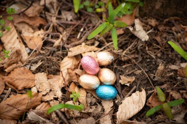 Easter eggs in the forest. Colorful Easter eggs hidden in grass with beautiful snowdrop flowers. Easter egg hunt, popular activity for kids clipart