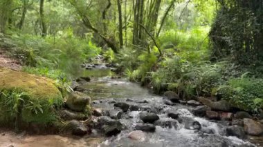 Baharda Doğal Yeşil Kayın Ağaçları Ormanı 'ndan geçen patika, Açan Yabani Sarımsak