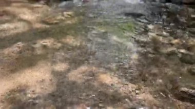 Baharda Doğal Yeşil Kayın Ağaçları Ormanı 'ndan geçen patika, Açan Yabani Sarımsak