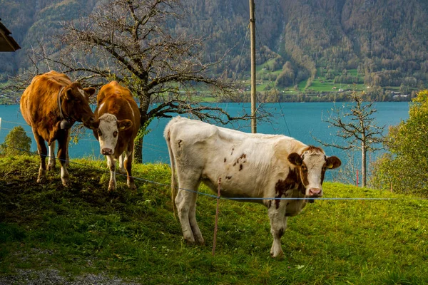 Zwitserse Koeien Grazen Een Helling Met Een Meer Achtergrond — Stockfoto