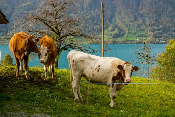 スイスの牛は背景に湖がある斜面で放牧します — ストック写真